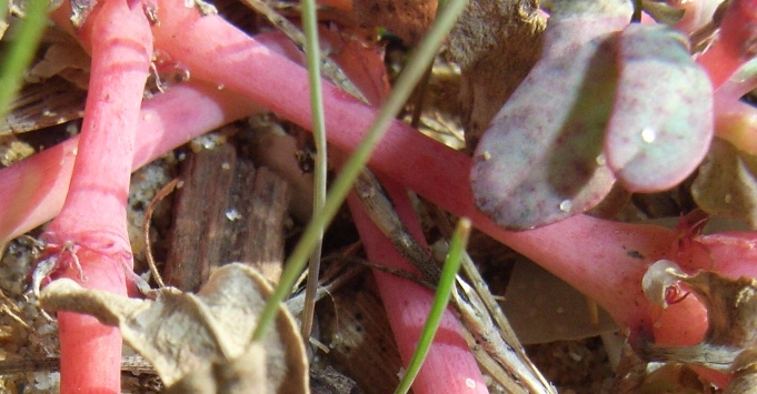 Euphorbia peplis / Euforbia delle spiagge